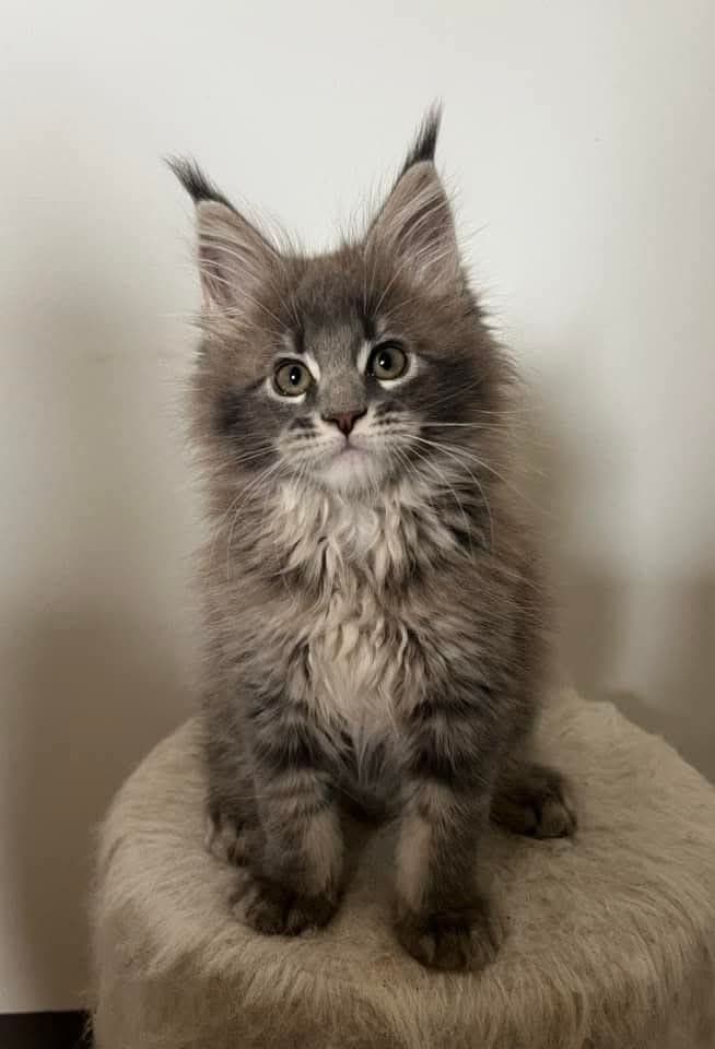 Maine Coon